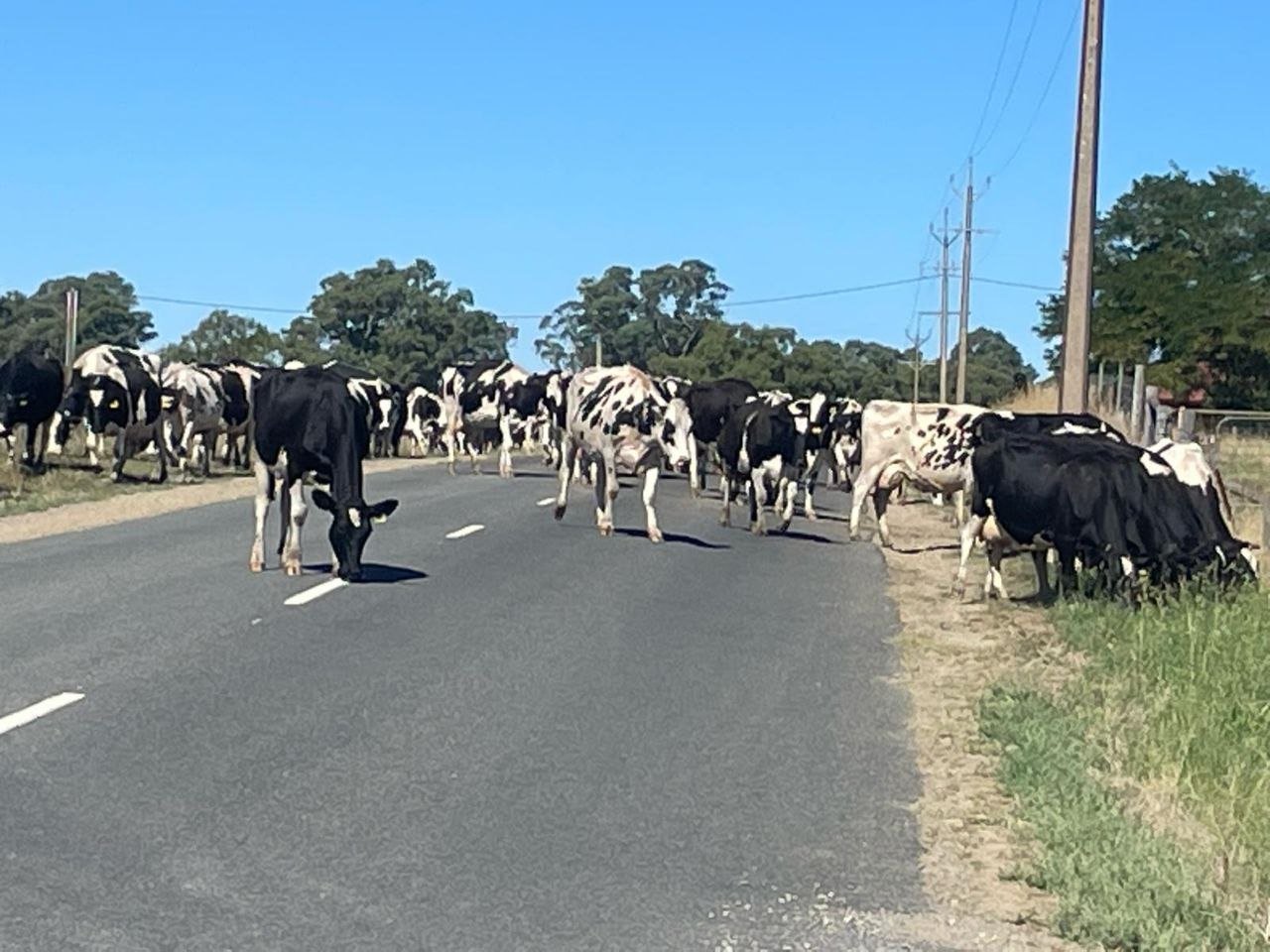 Cows crossing the road home