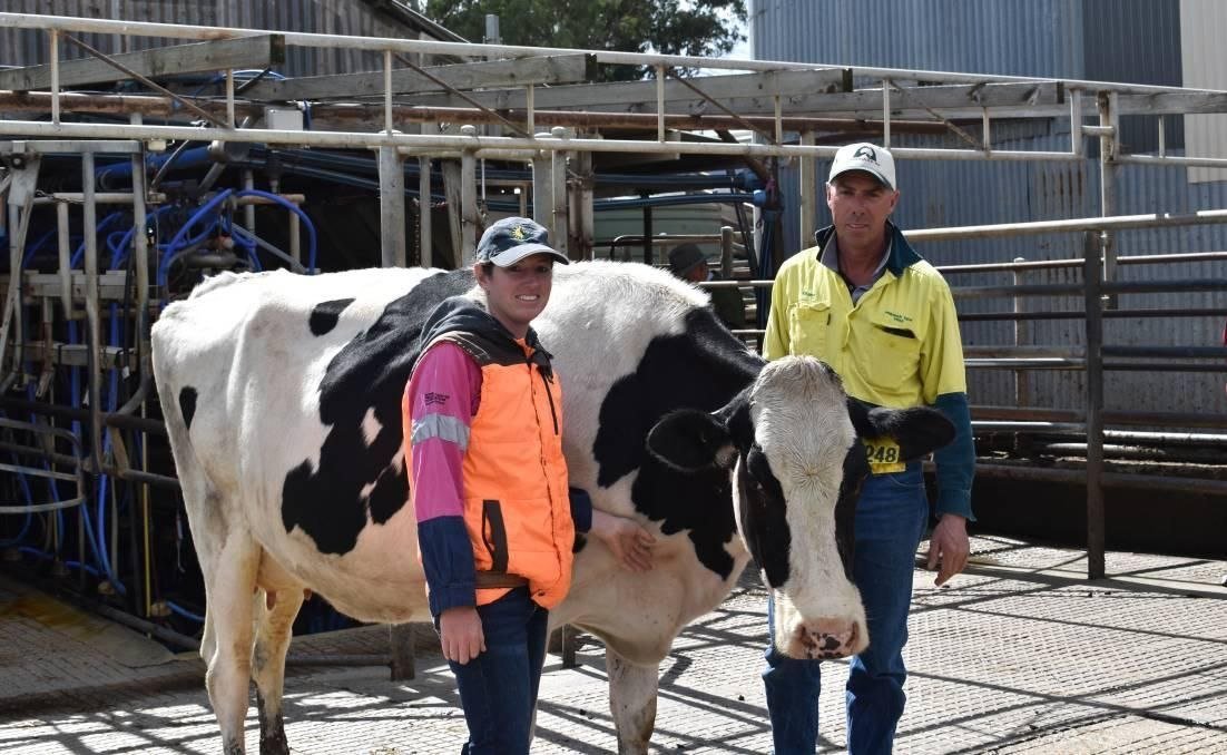 Milking time in the dairy